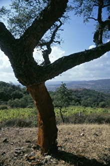 Cork oak trees