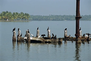 Kerala Wildlife Drucke: Cormorants