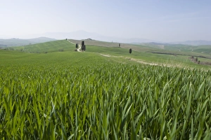 European Farmland Images Drucke: Corn fields near Pienza