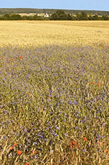Europe Nature Scenery Drucke: Corn fields with poppies and cornflowers, Normandy, France, Europe