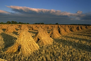 Traditional Farming Methods UK Drucke: Corn stacked in traditional stooks, Devon, England, United Kingdom, Europe