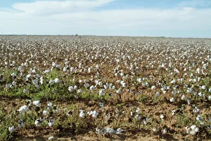 US Agricultural Landscapes Drucke: Cotton, Texas