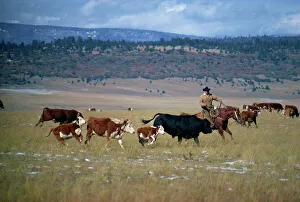 American Cowboy Culture Drucke: Cowboy rounding up cattle