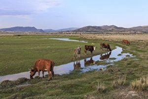 Mongolian Mountain Scenery Drucke: Cows reflected in a small pool