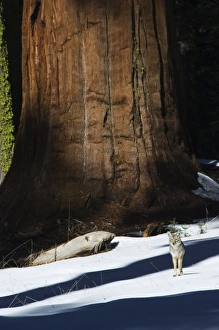 Outdoor Travel Destinations USA Drucke: A coyote is dwarfed by a tall sequoia tree trunk in