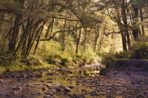 New Zealand Rainforest Drucke: Creek through rainforest