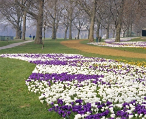 English Countryside Blooms Drucke: Crocus in flower in spring in Hyde Park, London, England, UK