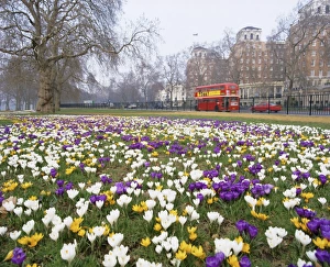 London Park Scenery Drucke: Crocus flowering in spring in Hyde Park, bus on Park Lane in the background
