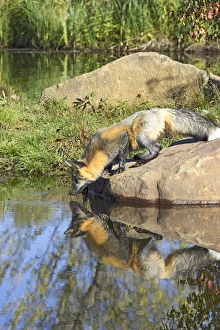 United States Animal Images Drucke: Cross phase red fox