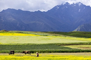 Lake Titicaca Peru Drucke: Cultivated fields and cattle, Moho, bordering on Lake Titicaca, Peru, South America