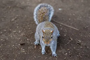 United Kingdom Wildlife Images Drucke: Curious grey squirrel on a dirt background, looking at the camera, United Kingdom, Europe