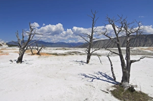Mammoth Hot Springs Yellowstone Drucke: D2x070604219