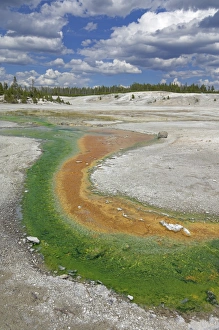 Norris Geyser Basin Drucke: D2x070604258