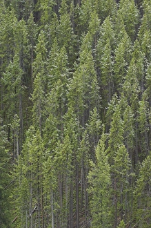 Snowy Pine Trees Drucke: D2x070607000