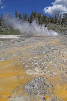 Yellowstone National Park Photography Drucke: D2x070609396