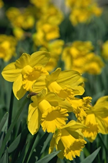 Garden Flower Photography Drucke: Daffodils