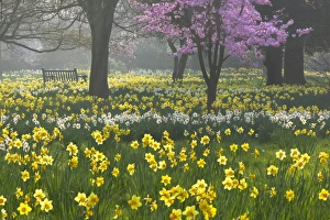 Bilder Datiert 26. März 2012: Daftbollen und Blüten im Frühjahr in Hampton bei London Großbritannien Vereinigtes Königreich Europa