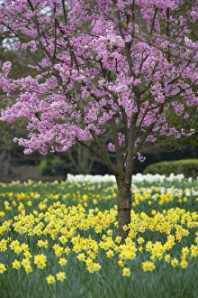 UK Nature Scenes Drucke: Daffodils and blossom in spring, Hampton, Greater London, England, United Kingdom, Europe