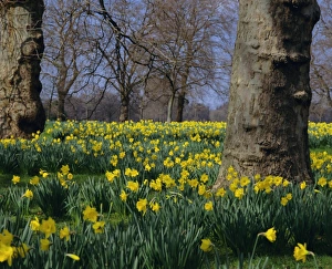 Drucke von Daunenblumen blühen im Frühjahr im Hyde-Park, London, England und Großbritannien Hyde Park Drucke: Daumenkirschen blühen im Frühjahr im Hyde-Park zu London und England
