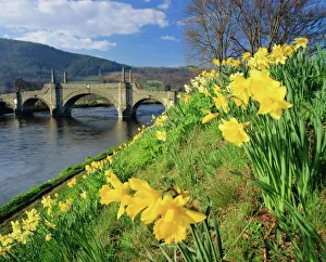 European Landscape Photography Drucke: Daffodils by the River Tay and Wades Bridge