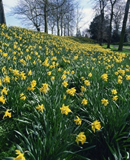 Spring Flowers Blooming Drucke: Daffodils in spring