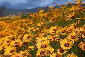 South African Daisies Drucke: Daisy (Dimorphotheca sinuata)