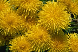 Vibrant Yellow Blooms Drucke: Dandelions