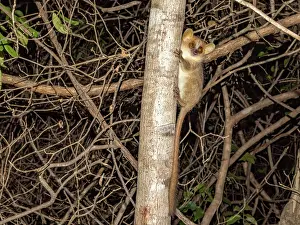 Madagascar Wildlife Drucke: Danfoss mouse lemur climbs tree at night