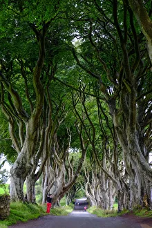 Game Of Thrones Filming Locations Drucke: The Dark Hedges, an avenue of beech trees, Game of Thrones location, County Antrim