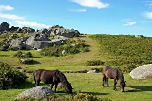 Devon Drucke: Dartmoor-Pferde, Knochenhügel-Röcke im Dartmoor-Nationalpark in der Grafschaft Devon im Vereinigten Königreich
