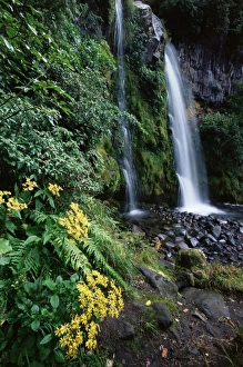 North Island Travel Destinations Drucke: Dawson Falls