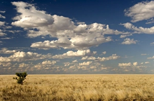 Northern Territory Landscape Drucke: The dead-flat grasslands of the Barkly Tablelands, Northern Territory, Australia, Pacific