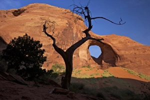 Monument Valley Photography Drucke: Dead juniper tree frames Ear of the Wind Arch