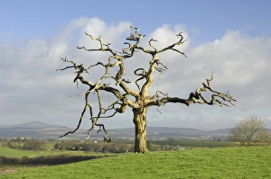 Scenic Countryside Views Drucke: A dead tree forms graphic shapes, United Kingdom, Europe
