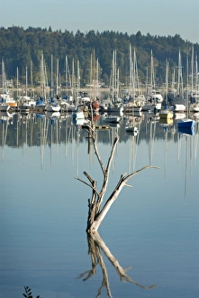Pacific Northwest Travel Destinations Drucke: A dead tree and its reflection in the Quartermaster Marina