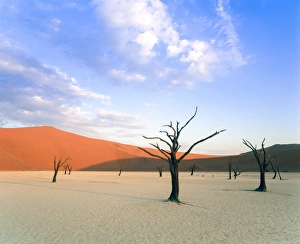Dead Trees In The Desert Drucke: Dead trees and orange sand dunes