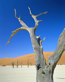 Dead Vlei Namibia Drucke: Dead trees and sun-baked pan
