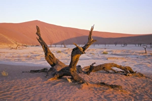 Namib Naukluft Park Tourism Drucke: Death Vlei
