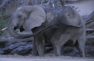 Elephant Conservation Africa Drucke: Desert-dwelling Elephant