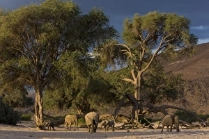 Wildlife In Namibia Africa Drucke: Desert-dwelling elephants