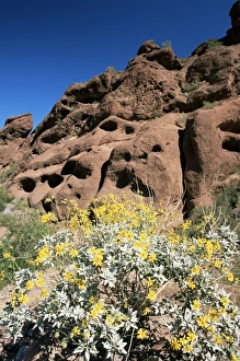 Drucke von Wüstenflora unter dem Camelback Mountain im Echo Canyon-Recreationsgebiet in der Paradise Valley in Phoenix im Bundesstaat Arizona in den Vereinigten Staaten von Amerika Nordamerika Arizona Drucke: Wüstenflora unter dem Camelback-Mountain