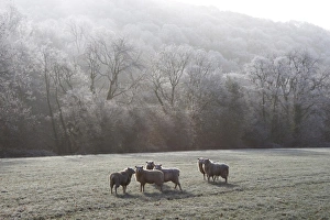 United Kingdom Natural World Drucke: Devon sheep, Exe Valley, Devon, England, United Kingdom, Europe