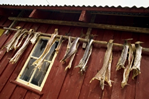 Scandinavian Cuisine Inspiration Drucke: Died cod hanging outside house