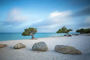 Drucke von Bäume von Divi Divi am Eagle Beach in Aruba im Kleineren Antillen Niederländische Antillen Karibik Mittelamerika Niederlande Drucke: Bäume von Divi Divi am Eagle Beach in Aruba im karibischen Teil der Niederlanden