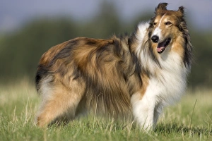 European Dogs Drucke: Dog, collie