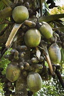 Bilder Datiert 2. Oktober 2011: Doppelschokoko (Palme Coco de Mer)