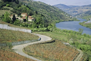 Winding Country Road Europe Drucke: Douro Valley