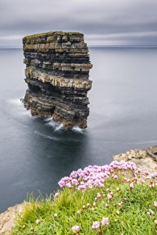 Downpatrick Head Ireland Drucke: Downpatrick Head with flowers in the foreground