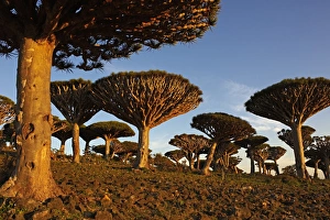 Middle East Nature Photography Drucke: Dragon tree (Dracaena Cinnabari), Socotra Island, Yemen, Middle East