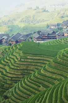 Guangxi Province Landscape Drucke: Dragons Backbone rice terraces, Longsheng, Guangxi Province, China, Asia
